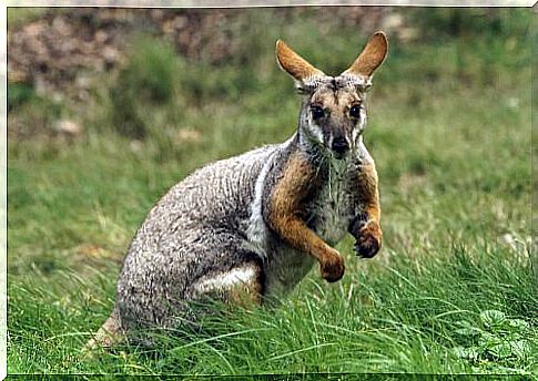 marsupial wallaby