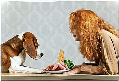 What are the nutritional needs of dogs?