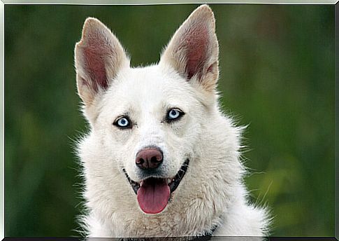 dog with blue eyes