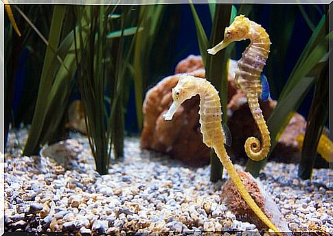 Sea horses