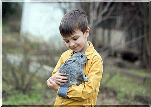 the therapy with rabbits