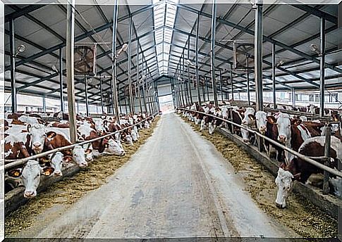 cows on a farm