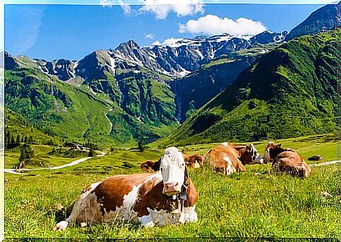 cows in pasture