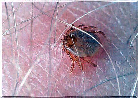 Danger from external parasites