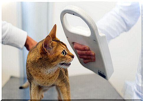 cat_in_veterinary