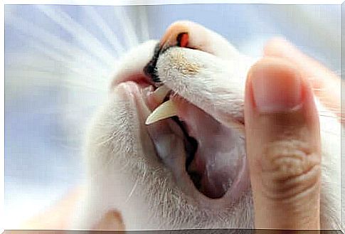 What You Should Know About Cats Teeth