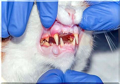 cat with oral health problems