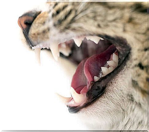 cat showing its teeth