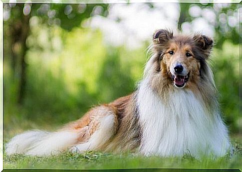 What You Should Know About Feeding Longhaired Dogs