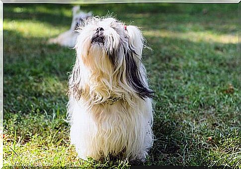 long-haired breeds