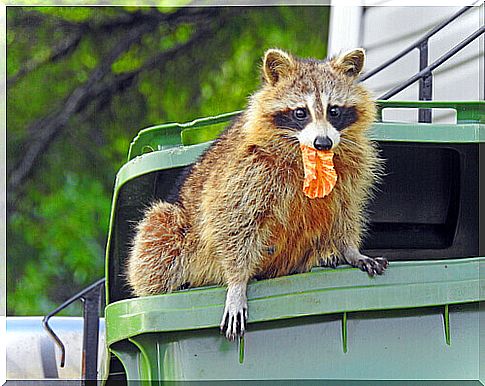 Raccoon stealing food from trash