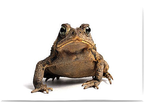 frog