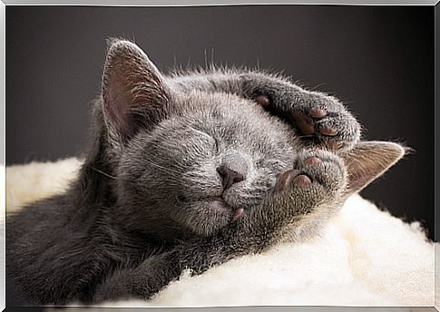 kitten sleeping