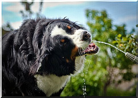 Why are some dogs excessively thirsty?