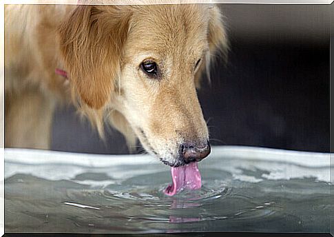 dog_bebendo_water