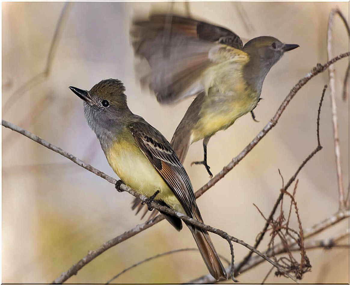 Some birds fly through the branches.