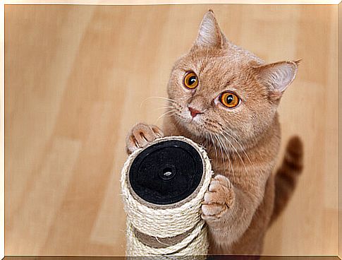 cat with scratcher