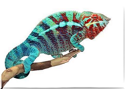 Why do chameleons change color?