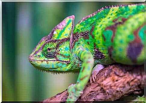 the chameleons change color