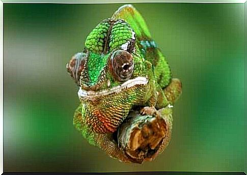 the chameleons change color