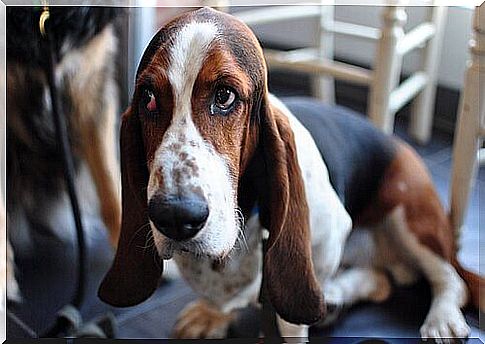 basset hound