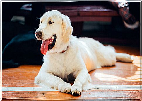 Why do dogs have their tongues out?