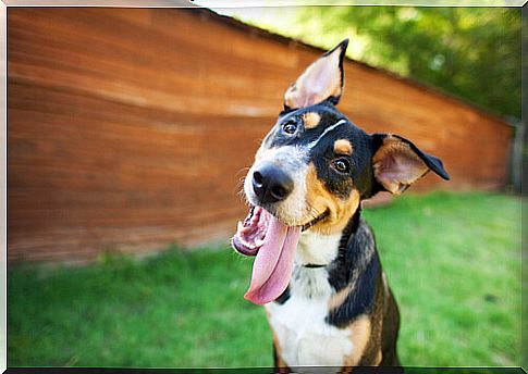 dog with out tongue