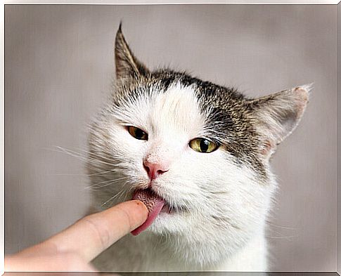 Why does my cat lick me?