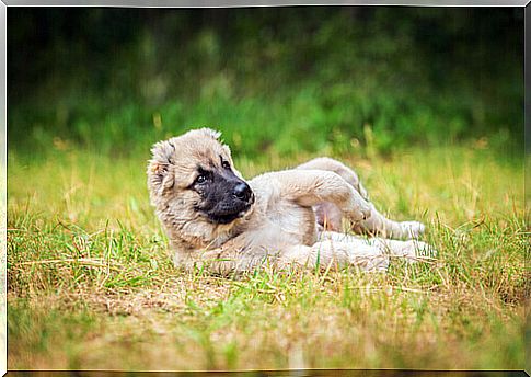 Why dogs love to wallow in dirty places