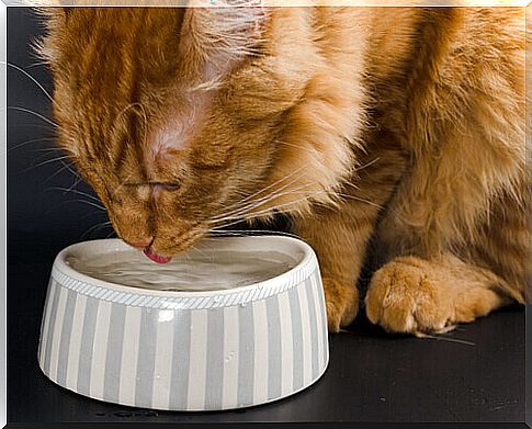 Why don't cats drink so much water?