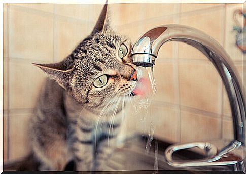 drink-water-in-cats