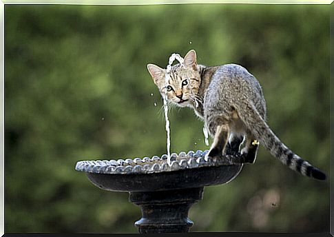 water fountain cat