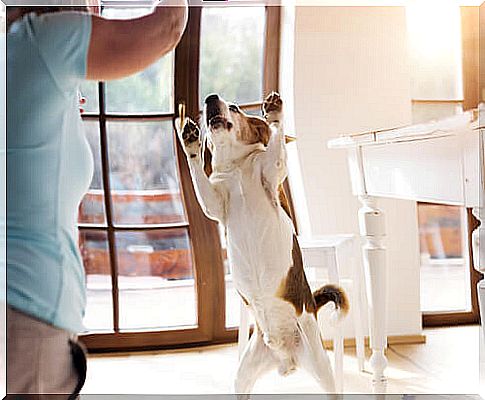 dog playing with owner