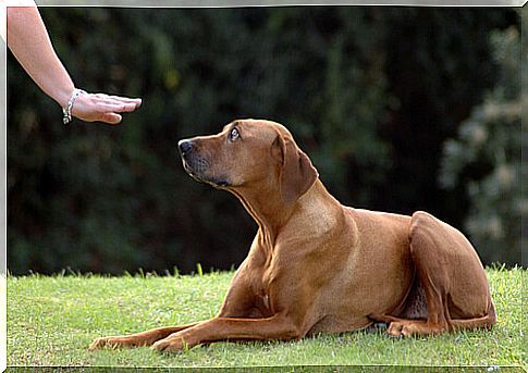 person training dog