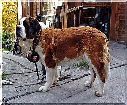 Saint Bernard with Barrel