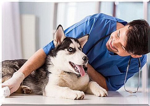 siberian husky at the veterinarian